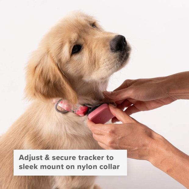GO Explore & Twist Pet Collars - See Me Green, Medium-Large